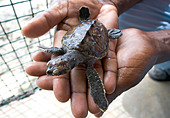 a-man-holds-a-baby-hawksbill-turtle-at-t
