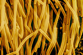 bacillus-subtilis-cry7b3.jpg