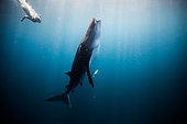 mexico-caribbean-sea-diver-and-whale-sha