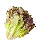 red-lettuce-isolated-on-white-drpngj.jpg
