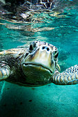 a-curious-sea-turtle-stares-at-the-camer