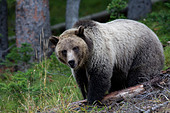 grizzly-bear-ursus-arctos-foraging-in-fo