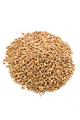 hard-wheat-kernels-b6j84e.jpg