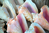 mexico-conch-shells-cw52xt.jpg