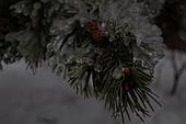 Iced pinecone in the winter in Quebec,Canada - Stock Image