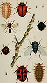 Appendix to the Journals of the Senate and Assembly of the ..session of the Legislature of the State of California . een obtained from California, and as a rule was more or less infested 84 REPORT OF THE COMMISSIONER OF HORTICULTURE, EXPLANATION OF PLATE I. Fig. 1. Novius koebelei, Olliff; Koebeles ladybird. Male; enlarged, la. Novius koebelei. Male; natural size. l/&gt;. Novius koebelei. Female; natural size. Ir. Novius koebelei. Larva; enlarged. 2. Black Vedalia. Enlarged. 3. Novius bellus; beautiful ladybird; enlarged. 4. Novius {Vedalia) cardinalis, Mulsant; Australian ladybird; enlarged.4 - Stock Image