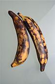 two large ripe plantains  with yellow and brown colours - Stock Image