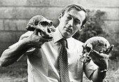 Richard Leakey in 1977 with two crucial skull discoveries--Australopithecus in his right hand, '1470', Homo habilis, left hand - Stock Image