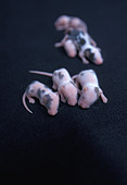 Five one-day-old mice whose eyes are yet to open - Stock Image