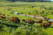 A herd of bison in the Hayden Valley in Yellowstone National Park, Wyoming. - Stock Image