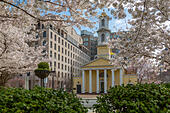 View of the St. John's Episcopal Church and spring blossom, Washington D.C., United States of America, North America - Stock Image