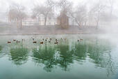 flock-of-ducks-on-a-foggy-river-m4yj9j.j
