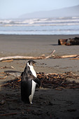 Juvenile Emperor penguin (Aptenodytes forsteri) on Peka Peka Beach. - Stock Image