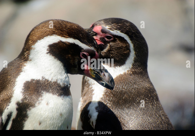 Two Penguins