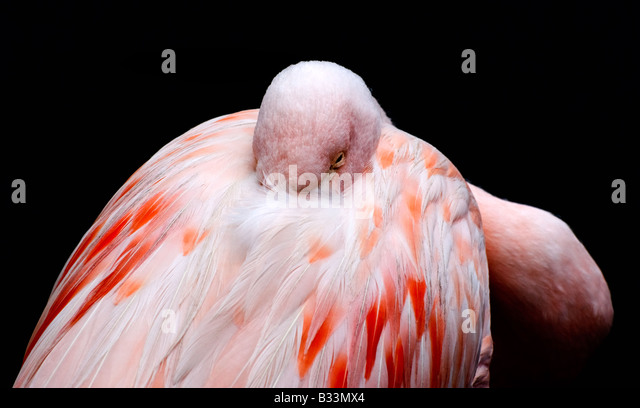 Flamingo with one eye open