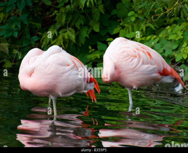 Two Flamingos