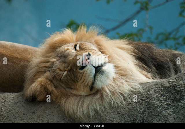 Lounging Lion